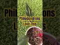 Your Climbing Plants Need This Instead Of Dense Soil!