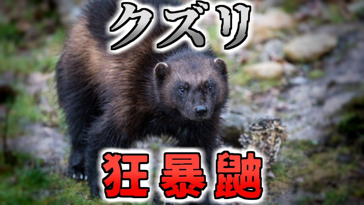 イタチ科の王者クズリ:巨大な獲物も恐れない驚異的な狩猟能力とは!? - YouTube