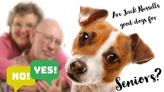 Are Jack Russell Terriers Good Dogs for Seniors? Pros and Cons #jackrussellterrier #jackrussell #jrt by Terrier Owner 2,336 views 1 year ago 11 minutes, 36 seconds