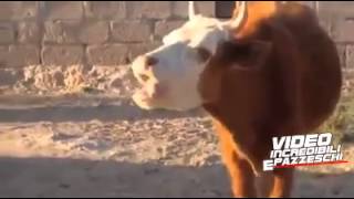 mucca araba