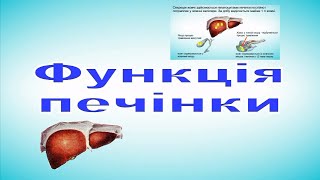картинка: ФУНКЦІЯ ПЕЧІНКИ Фізіологія