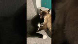Самая крепкая кошачья любовь😭#домашниеживотные #cutecat #кошки #catlove #catlover #sweetcats #cats
