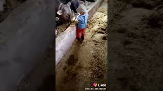 Бориться с быком