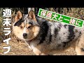 心を閉ざした保護犬シュンくん室内飼育できるのか?ライブで色々頑張ってみます!今の悩み事