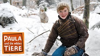 Der Luchs im Schnee | Reportage für Kinder | Paula und die wilden Tiere