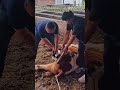 Treat Injured Cow Legs Physical Relief Therapy On