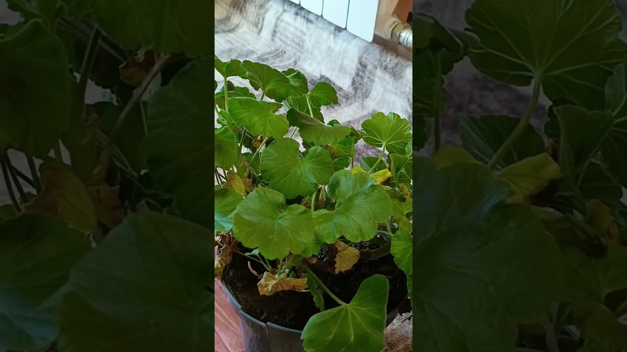 Герань гулини тупроғини алмаштириш 