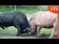 BÚFALO vs RINOCERONTE: QUEM VENCE ESSA LUTA? Buffalo x Rhino Fight