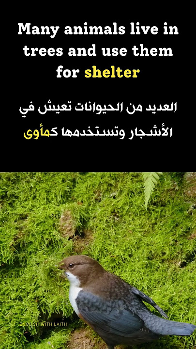 #تعلم #انجليزي #الانجليزية #english #اكسبلور #learnenglish #learn #learning #trend #education