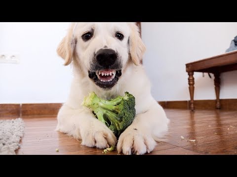 Angry and Cute Dog Protects Food | Funny Puppy Bailey