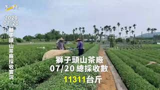 《茶の魔手》獅子頭山茶廠-1100720現採茶菁記實