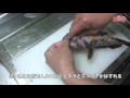 カサゴの簡単&おいしい さばき方