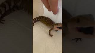 アオジタトカゲの赤ちゃんの威嚇が可愛すぎる blue tongue skink baby angry #shorts