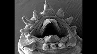Normal things that will shock you under microscope