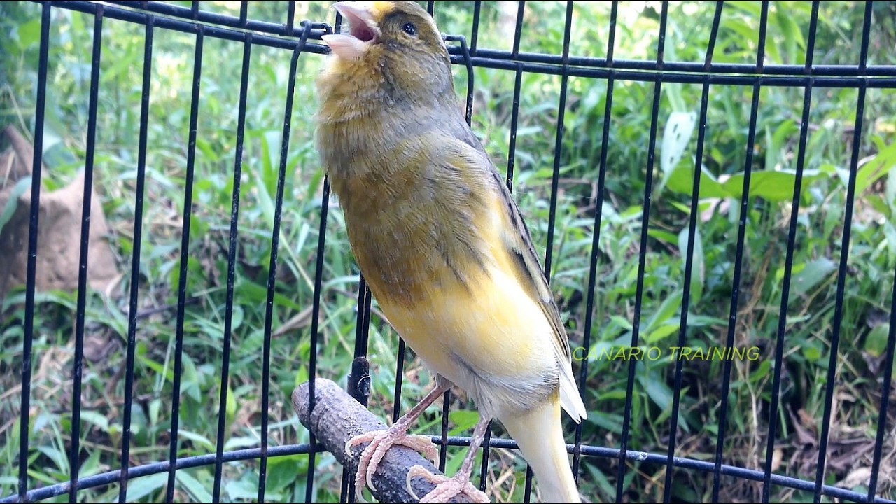 O Treino Sonoro Que Melhora o Desempenho do Canário Belga - O canto canário mais espetacular!!
