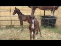 Baby Twin Horses Bucky & Lucky