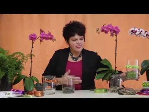 Video: Orchidey Vo Vode: Pravidlá Pestovania. Ako Dlho By Mala Rastlina Držať Listy Vo Vode? Ako To Ponoriť? Môže Byť Orchidea Stále Vo Vode?