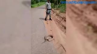 Hombre Intenta Coger Una Serpiente Y Mira Lo Que Pasa