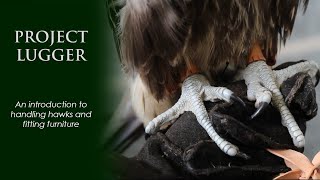 An Introduction to handling hawks and fitting furniture, presented by Project Lugger.