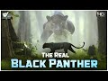 द रियल ब्लैक पैंथर - The Real Black Panther The Big Black Cat | World Documentary HD