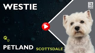 Tiny Tails: All About West Highland Terrier Puppies