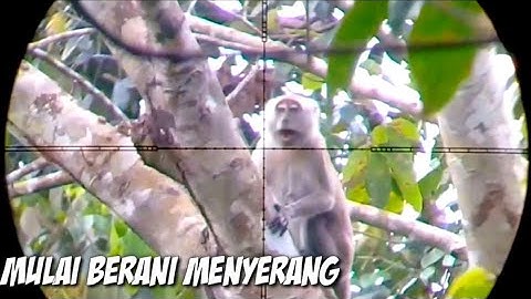 Gilaa...‼️ Habisi monyet yang berusaha menyerang saya