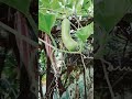 lauki #mybackyardgarden #organicfood #farming #lifeisbutadream #nature #garden #satisfying