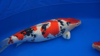 70th Nagaoka City Koi Show 2023 (Official Movie)