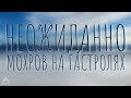 Неожиданно - Мохров на гастролях  | AER