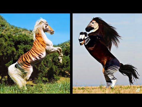 فيديو: ما هي أصعب سلالات الخيول؟