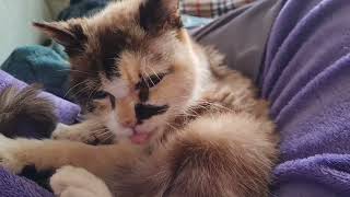 Sweet senior cat grooms herself by Cookie the Calico 16,831 views 1 year ago 47 seconds