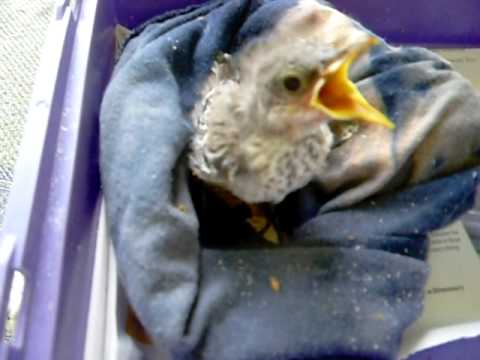 baby mockingbird eating youtube baby mockingbird eating youtube