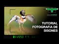 Tutorial fotografía de Sisones