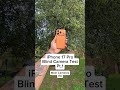 iPhone 17 Pro Blind Camera Test! #iphone17pro #cameratest #camera #tech