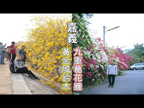 2021嘉義市區周邊黃金風鈴木開花了！很紅的民雄台林橋堤防打卡拍照點，順遊仁義潭九重葛花牆