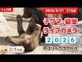 5月31日 子グマの寝室ライブカメラ のぼりべつクマ牧場