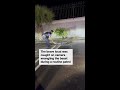 Cop wrangles ‘sassy’ alligator in wild roadside encounter