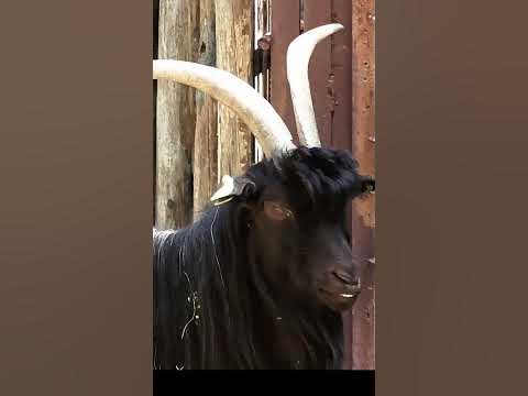 Гірський козел - YouTube