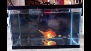 Why A 10 Gallon Tank is TOO SMALL for A Goldfish.