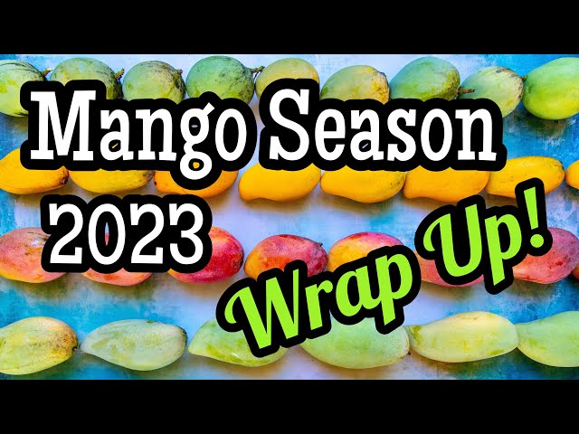 Ten Fun Mango Facts - It's Mango Season! – Ideal Wrap