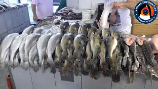 Manaus fish market tour
