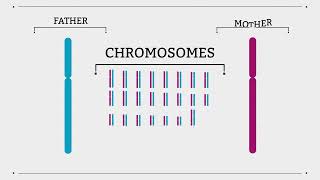 What is a genome?