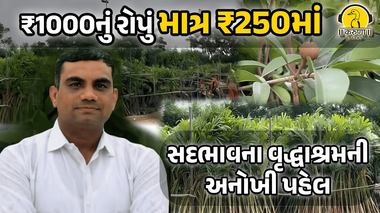 ₹1000નું રોપું માત્ર ₹250માં સદભાવના વૃદ્ધાશ્રમની અનોખી પહેલ સસ્તા રોપાં, મોટા ફળો | KARUNA TALKS
