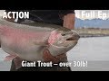 Giant Trout - Over 30lb