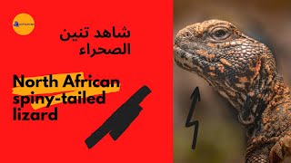 تنين الصحراء    desert dragon