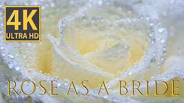 Rose Like a Bride - Captivating Macro Video in Stunning 4K
