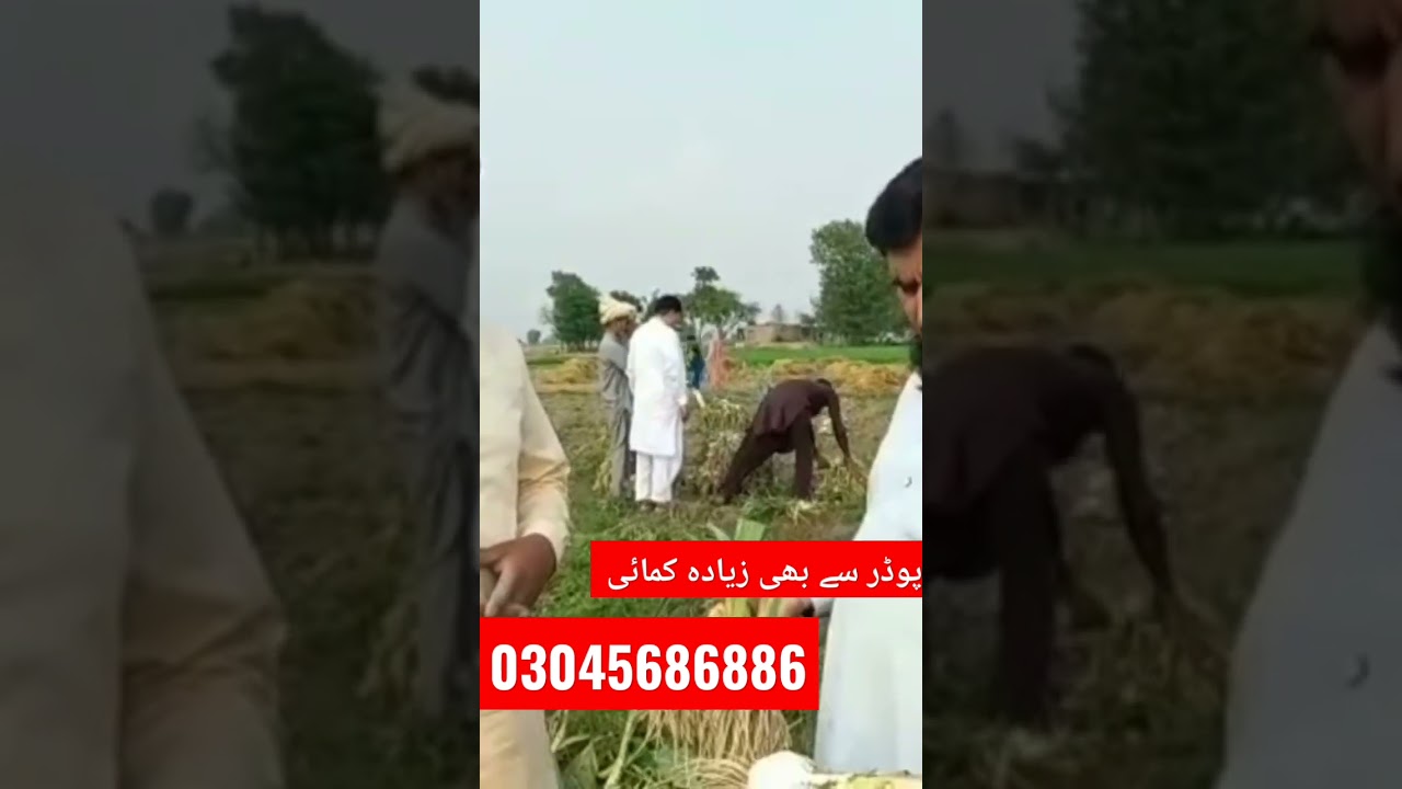 G1 garlic is game changer crop of Pakistan