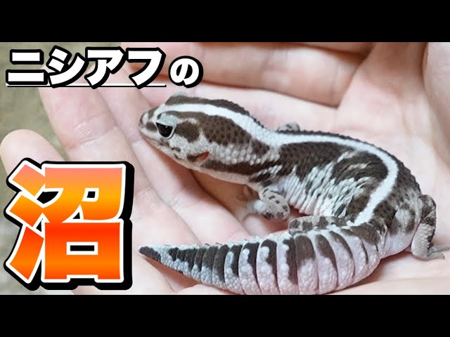 爬虫類】レオパ・ニシアフにおすすめのケージを紹介！ - YouTube