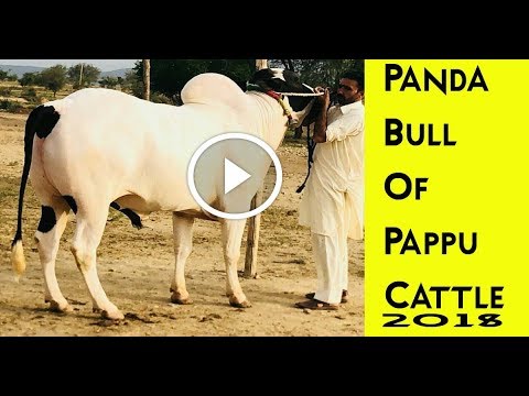 panda-of-pappu-cattle-farm-||-mashallah-||-2018-collection