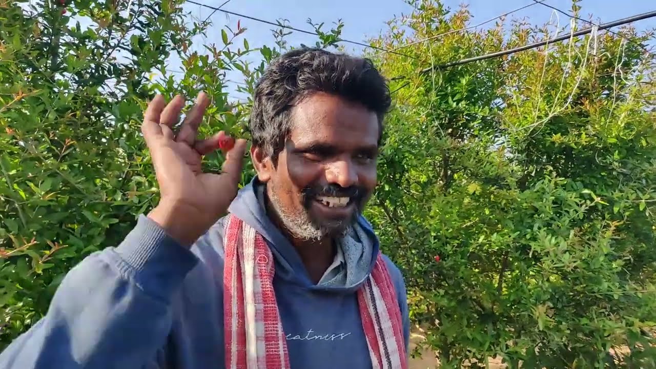 పంట కోసం పోరాడుతున్న మరో. #pomegranate   #agriculturefarming